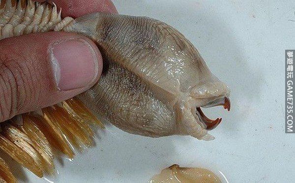 龙麟蛇头怪牙整只看起来真的很恶心